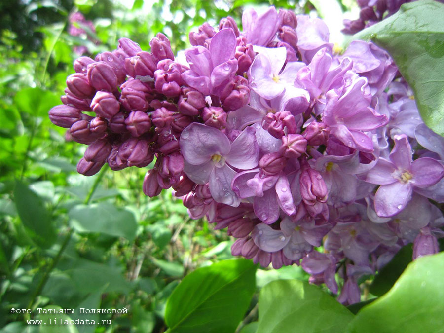Цвет и форма цветков Маршал Бирюзов