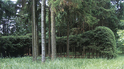 Заложенная Н.К. Веховым в 1932 году живая изгородь из ели обыкновенной, окаймляющая дендрарий ЛOCC с восточной стороны