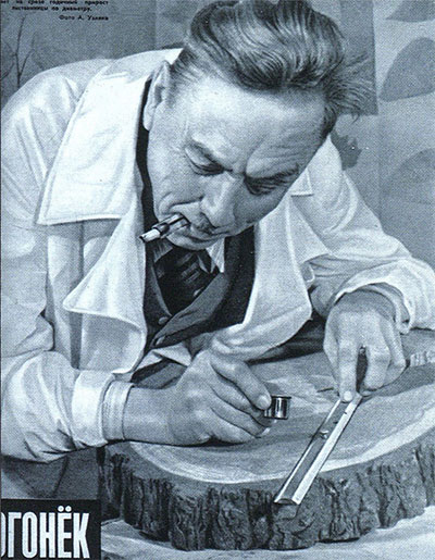 Доктор сельскохозяйственных наук профессор Н.К. Вехов измеряет на срезе годичный прирост лиственницы. Фотография с обложки журнала «Огонек» (1948. №11)