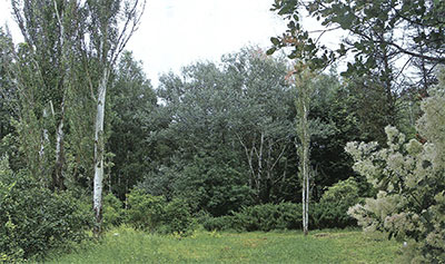 Один из живописнейших участков дендрария. Справа — цветущая скумпия, древесный экзот из южных областей Евразии